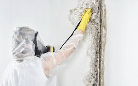 Environmental Consulting for Mold Prevention in Weaver, AL